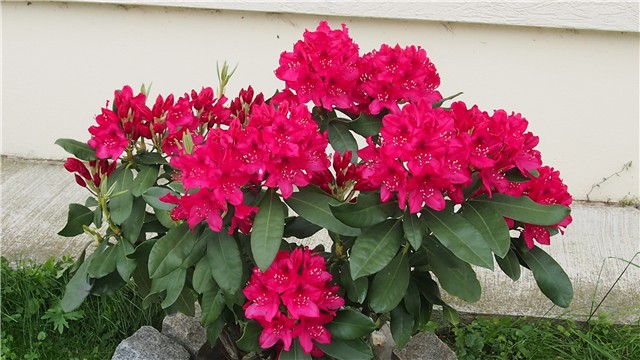 rododendron